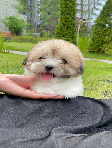 푸딩(Puding)