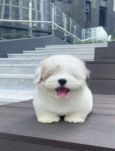 리즈(Riz)