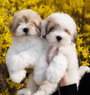 위니&티니(winy&tiny)