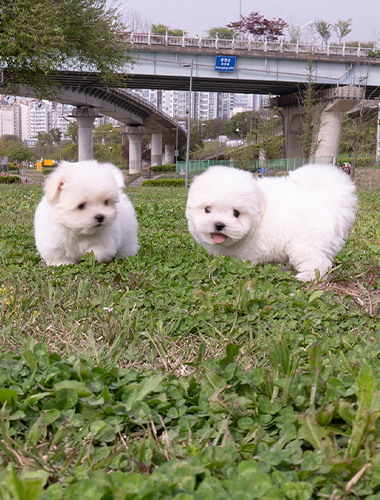 캬라멜&팝콘 (Caramel&Popcorn)