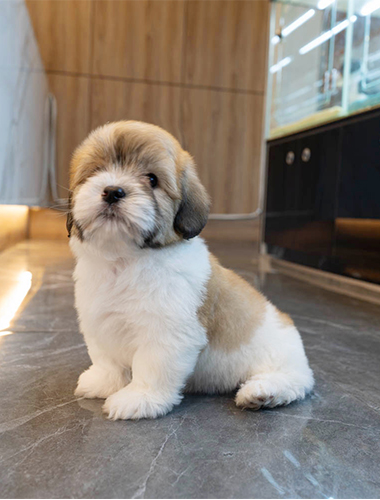 코코(coco)