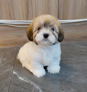 코코(coco)