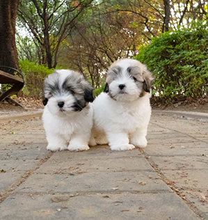 허니&달링 (honey &darling)