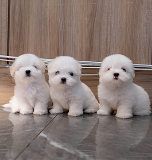 하나&두나&세나 (Hana&Duna&Sena)
