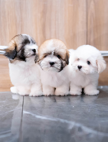 아리&가온&라온 (Ari&Gaon&Laon)