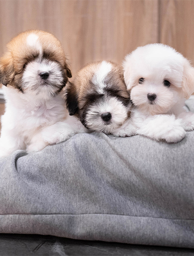 아리&가온&라온 (Ari&Gaon&Laon)