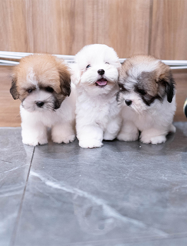 아리&가온&라온 (Ari&Gaon&Laon)