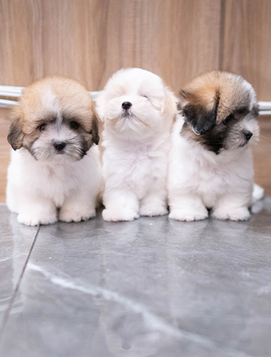 아리&가온&라온 (Ari&Gaon&Laon)