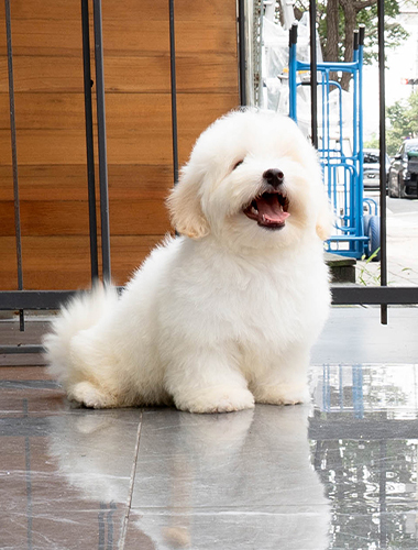 둥둥이 (dungdung-i)