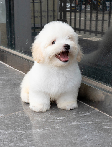둥둥이 (dungdung-i)