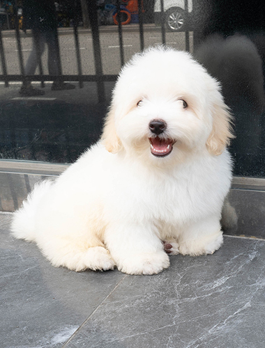 둥둥이 (dungdung-i)