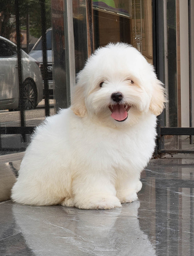 둥둥이 (dungdung-i)