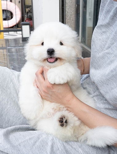 찐빵이 (jjinppang-i)