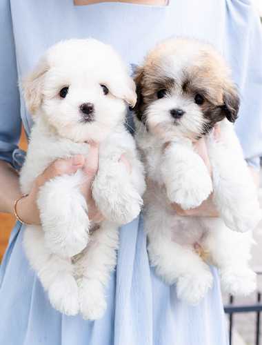 카레라&파나메라 (Carrera&Panamera)