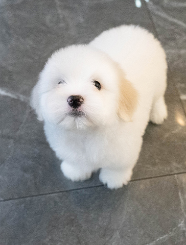 티토 (Tito)