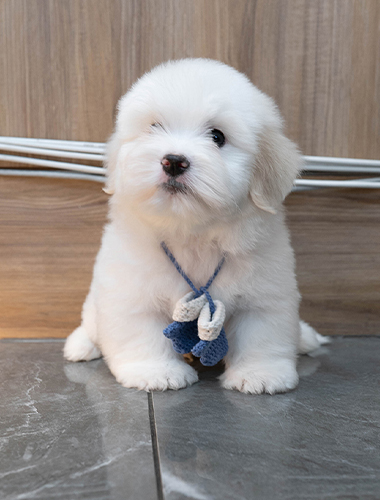 티토 (Tito)